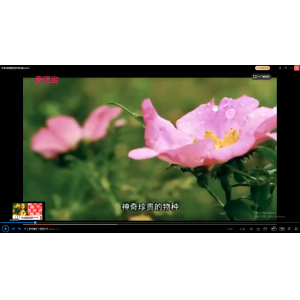 专家谈刺梨药用价值