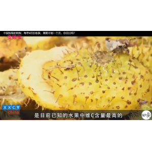 专家谈剌梨功效3