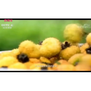 央视4频道刺梨的广告