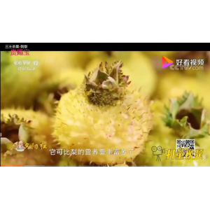 央视12频道：专家谈刺梨