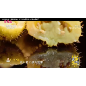 央视12频道：刺梨烧鸭，养身好菜